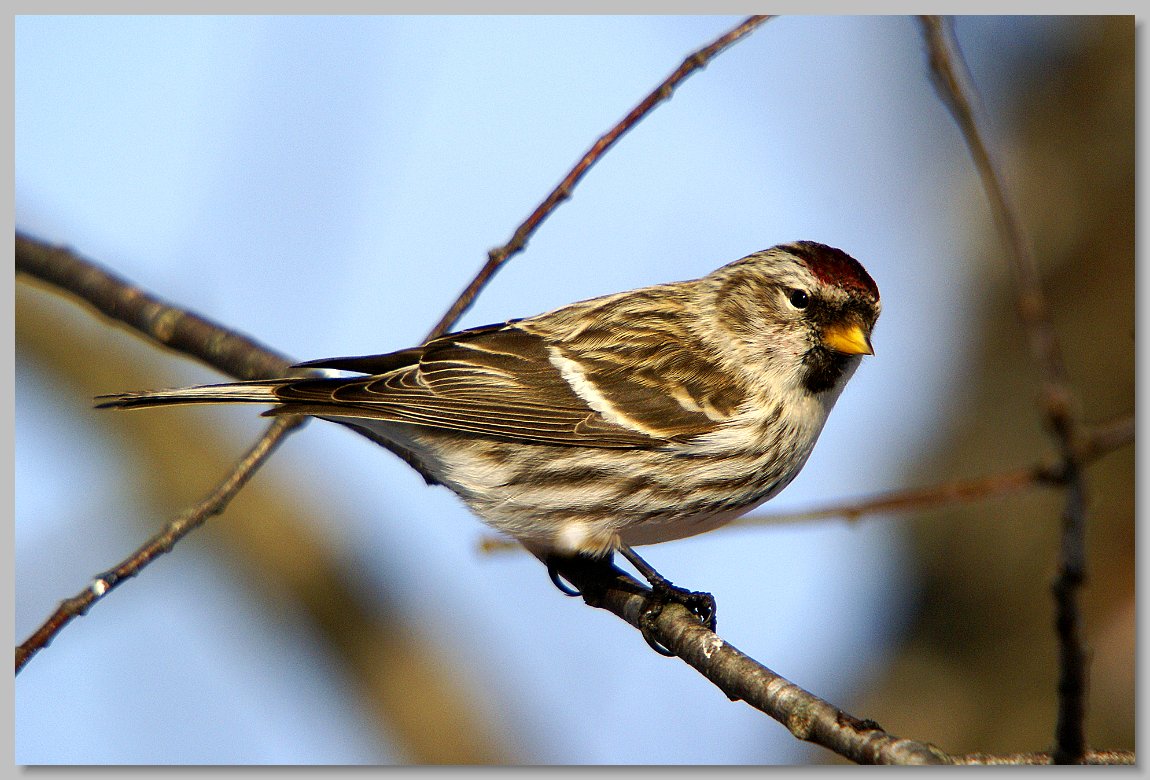 Maine Songbirds