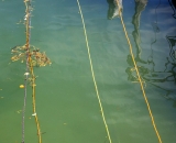 Fishermen's ropes off the dock