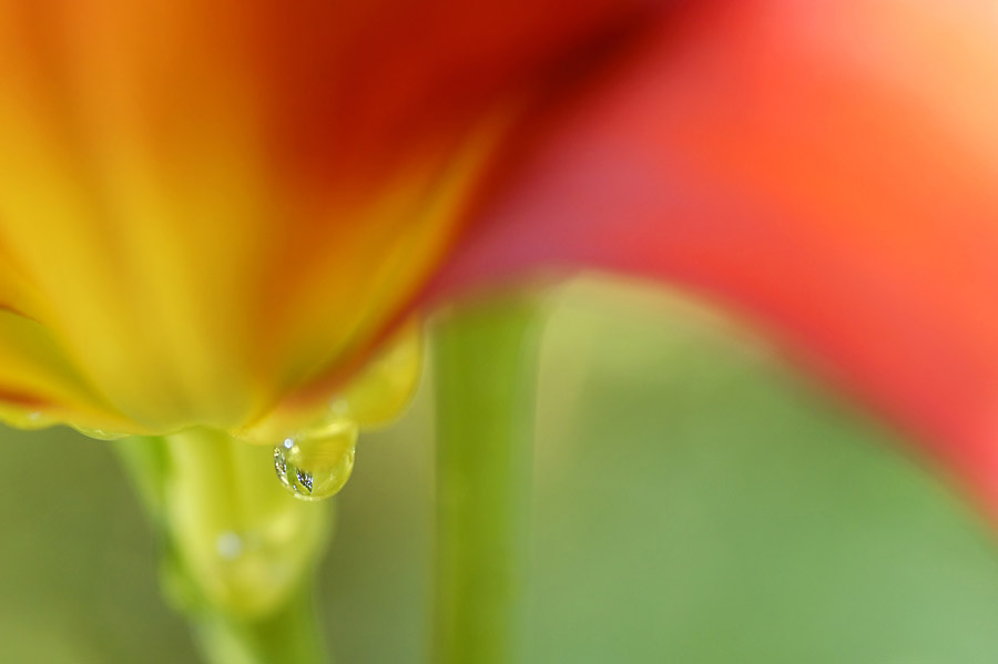Water droplet on day lily