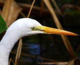 Great-Egret-head-close-up_DSC01665