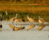 Sandhill-Cranes-in-wet-field_DSC01492