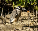 Yellow-Crowned-Night-Heron-among-mangrove-roots_DSC02378