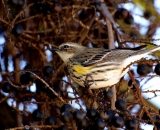 Yellow-Rumped-Warbler-in-palm_DSC02285