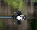 Loon parent with two chicks