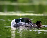 loon-preening_DSC00397