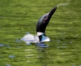 loon-shaking-off-water_DSC00611