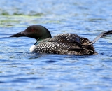 loon-stretching-leg_DSC00570