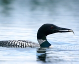 loon-with-small-fish-on-Maine-pond_DSC00195