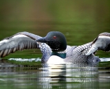 loon-with-wings-outstretched_DSC00105
