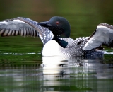 loon-with-wings-outstretched_DSC00106