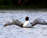 loon-with-wings-outstretched_DSC00515