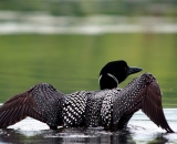 loon-with-wings-stretched_DSC00323