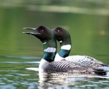 two-loons-on-Maine-pond_DSC00256