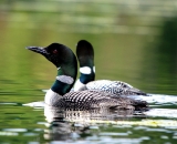 two-loons-on-Maine-pond_DSC00259