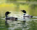two-loons-on-Maine-pond_DSC00263