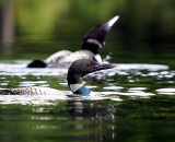 two-loons-on-Maine-pond_DSC00316