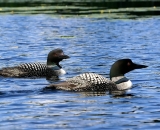 two-loons-on-Maine-pond_DSC00550