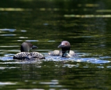 two-loons-on-Maine-pond_DSC00586