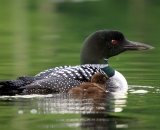 loon-with-chick-on-Maine-lake_DSC07681