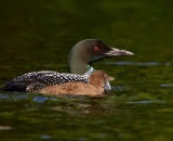 loon-with-chick-on-Maine-lake_DSC08114