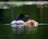 loon-with-chick-on-Maine-lake_DSC09191