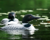 two-loons-on-Maine-lake_DSC07520