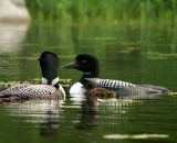 two-loons-with-chick-on-Maine-lake_DSC07438