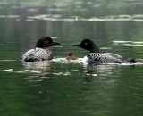 two-loons-with-chick-on-Maine-lake_DSC07471