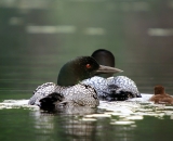 two-loons-with-chick-on-Maine-lake_DSC07474