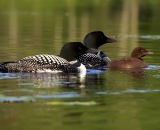 two-loons-with-chick-on-Maine-lake_DSC08062