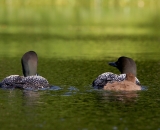 two-loons-with-chick-on-Maine-lake_DSC08088