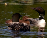 two-loons-with-chick-on-Maine-lake_DSC08174