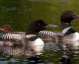 two-loons-with-chick-on-Maine-lake_DSC08176