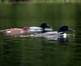 two-loons-with-chick-on-Maine-lake_DSC09156