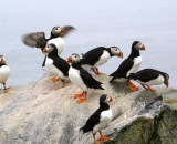 seven-puffins-on-rock-at-Machias-Seal-Island_182