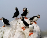 six-puffins-on-rock-at-Machias-Seal-Island_DSC07783