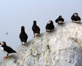 six-puffins-on-rock-at-Machias-Seal-Island_DSC08135