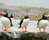 three-puffins-on-rock-at-Machias-Seal-Island_206
