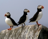 three-puffins-on-rock-at-Machias-Seal-Island_DSC07936