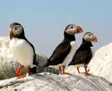 three-puffins-on-rock-at-Machias-Seal-Island_DSC07968