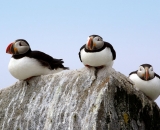 three-puffins-on-rock-at-Machias-Seal-Island_DSC08223