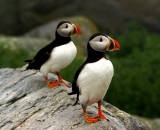 two-puffins-on-rock-at-Machias-Seal-Island_ 013