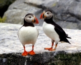 two-puffins-on-rock-at-Machias-Seal-Island_132