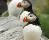 two-puffins-on-rock-at-Machias-Seal-Island_140