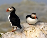two-puffins-on-rock-at-Machias-Seal-Island_DSC07929