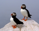 two-puffins-on-rock-at-Machias-Seal-Island_DSC08041