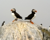 two-puffins-on-rock-at-Machias-Seal-Island_DSC08173