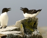 two-razorbills-on-rock-at-Machias-Seal-Island_