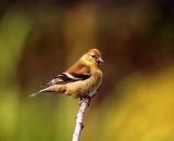 American-Goldfinch-in-autumn_DSC01046