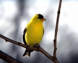 American-Goldfinch-in-spring_